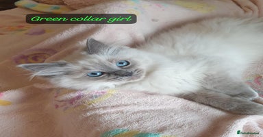 Ragdoll cats - Advert 4