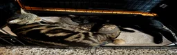 Mixed Breed cats for sale: 4 Beautiful Male Kittens Ready 15th May - Advert 17