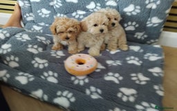 Maltipoo dogs for sale:  Maltipoo puppies  mix litter - Image 26