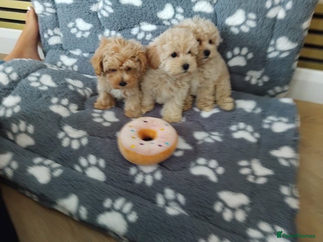 Maltipoo dogs for sale:  Maltipoo puppies  mix litter - Image 26