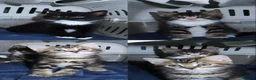 Domestic Shorthair cats for sale: kittens looking for a loving home  in Warrington - Advert 1