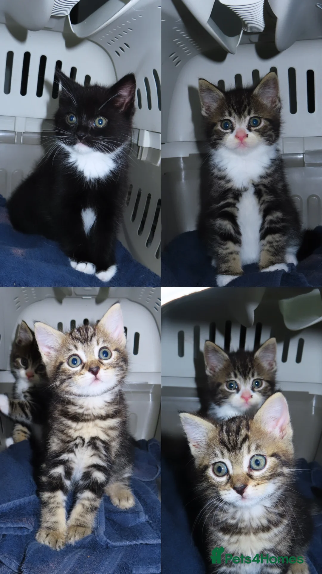 Domestic Shorthair cats for sale: kittens looking for a loving home  in Warrington - Advert 1