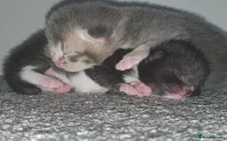 Domestic Shorthair cats for sale: Kittens looking for their new home - Image 2