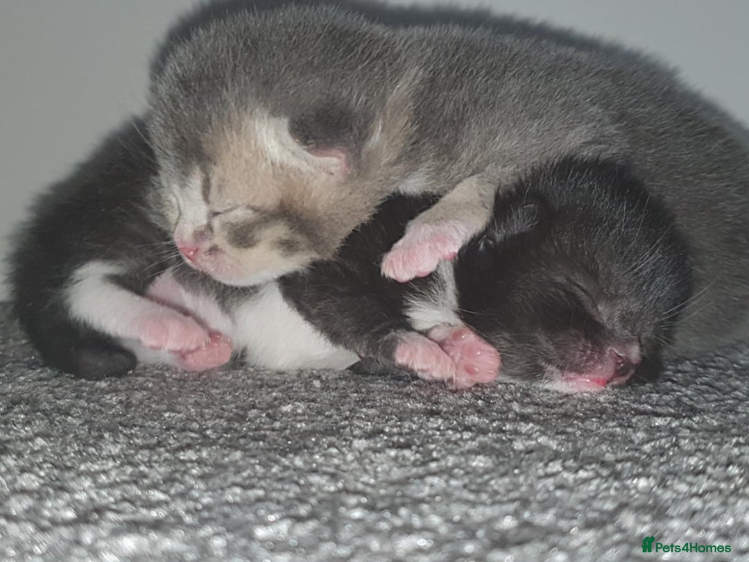 Domestic Shorthair cats for sale: Kittens looking for their new home - Image 2