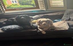 Cocker Spaniel dogs for sale: 2 cocker spaniels  - Image 2