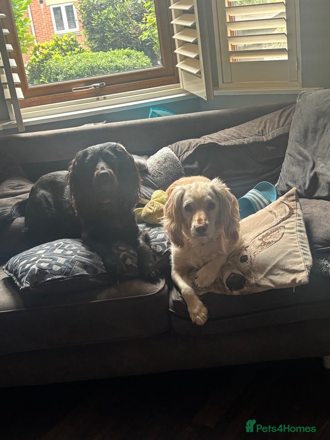 Cocker Spaniel dogs for sale: 2 cocker spaniels  - Image 2