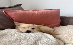 Mixed Breed dogs for sale: Chihuahua x Italian Volpino - Image 8