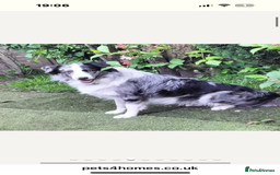 Border Collie dogs for sale: Fluffy long coat Blue merle border collie puppies - Image 16