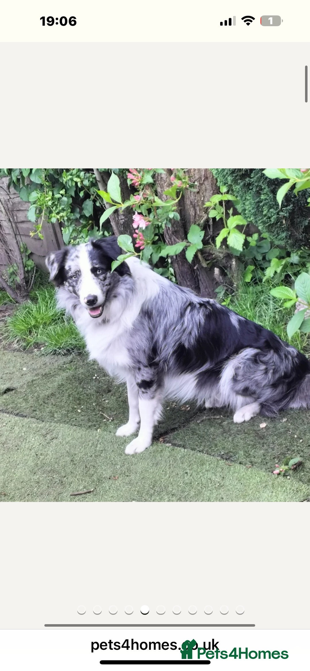 Border Collie dogs for sale: Fluffy long coat Blue merle border collie puppies - Image 16