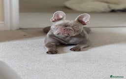 French Bulldog dogs for sale: Female new shade Isabella Frenchbull dog 1 1/2 yrs - Image 3