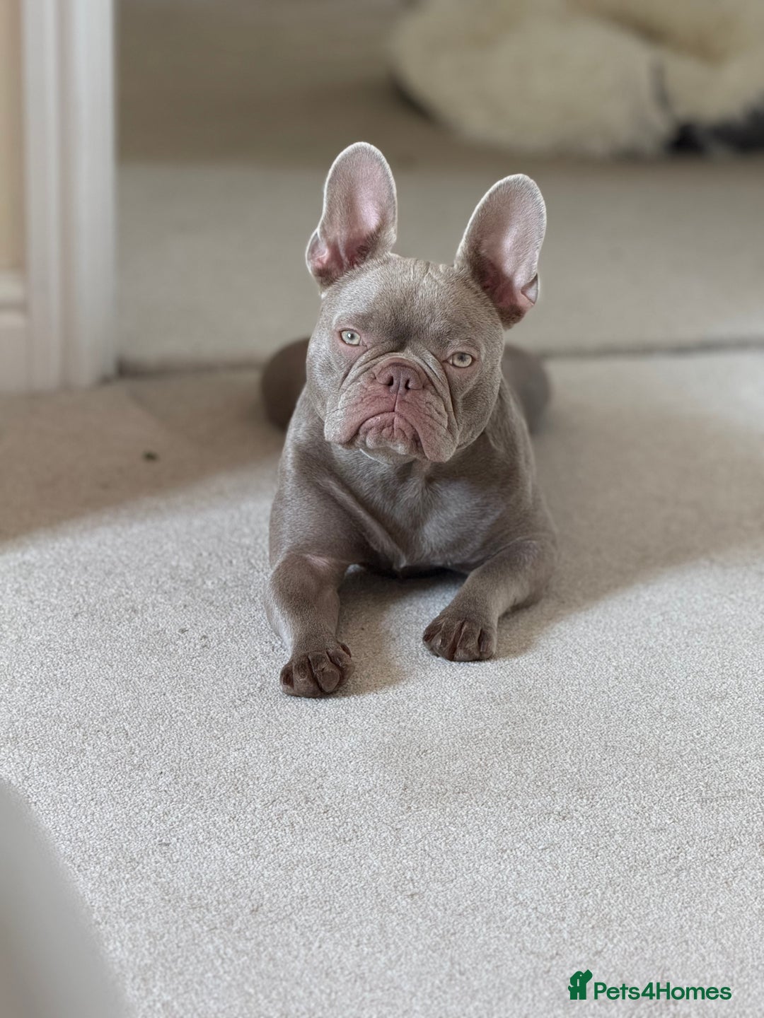 French Bulldog dogs for sale: Female new shade Isabella Frenchbull dog 1 1/2 yrs - Image 3