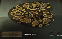 Python Snake reptiles for sale: Male yellow belly het pied - Image 5