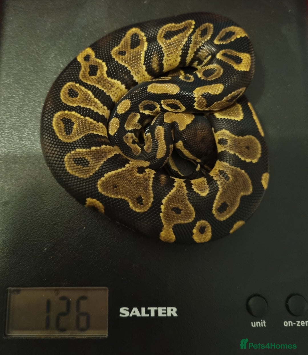 Python Snake reptiles for sale: Male yellow belly het pied - Image 5
