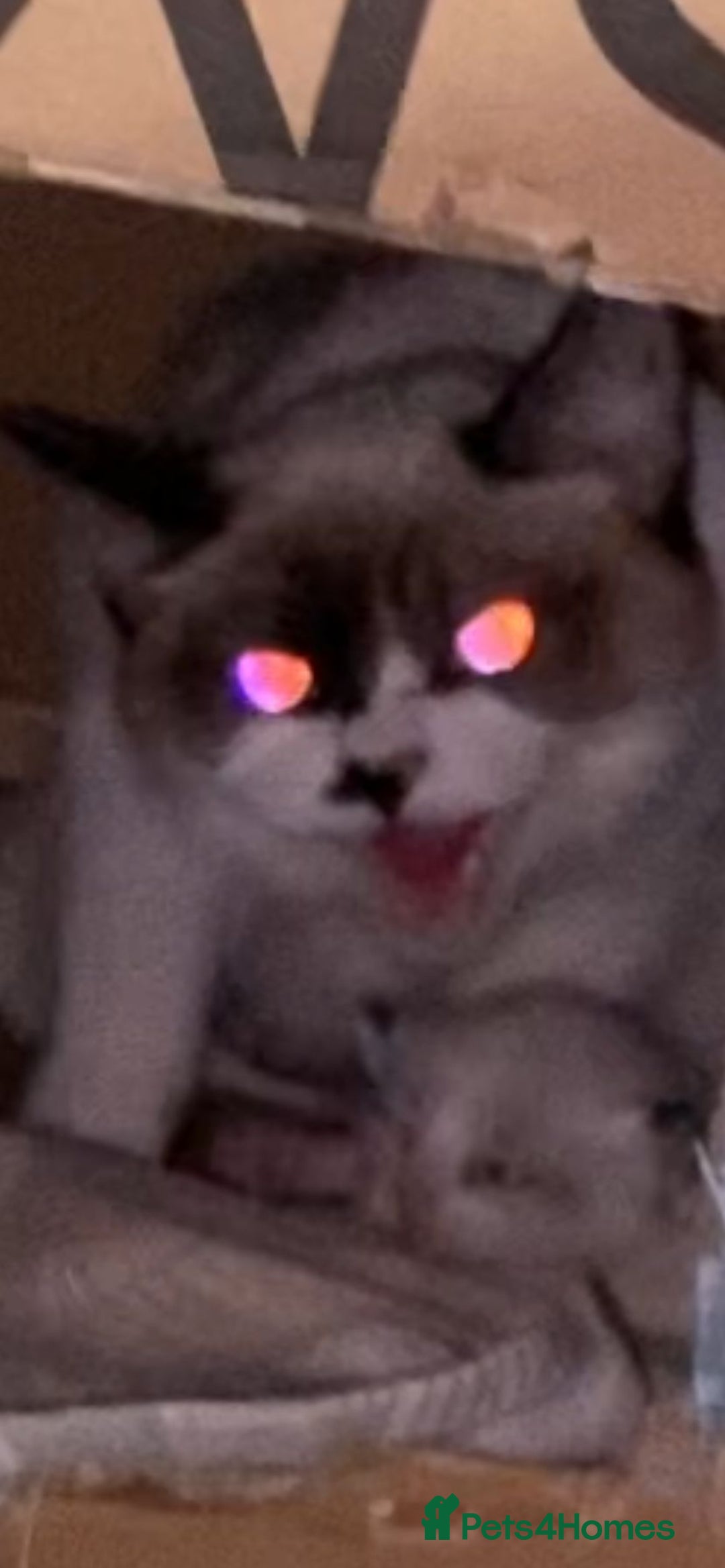 Ragdoll cats for sale: 3 quarters RAGDOLL KITTENS FOR SALE £150 - Image 1