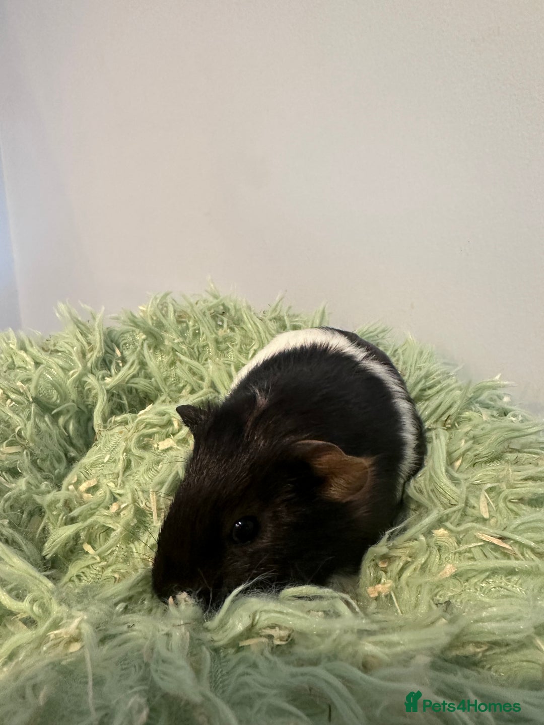 Guinea Pig rodents for sale: Two brother guinea pigs  - Advert 9