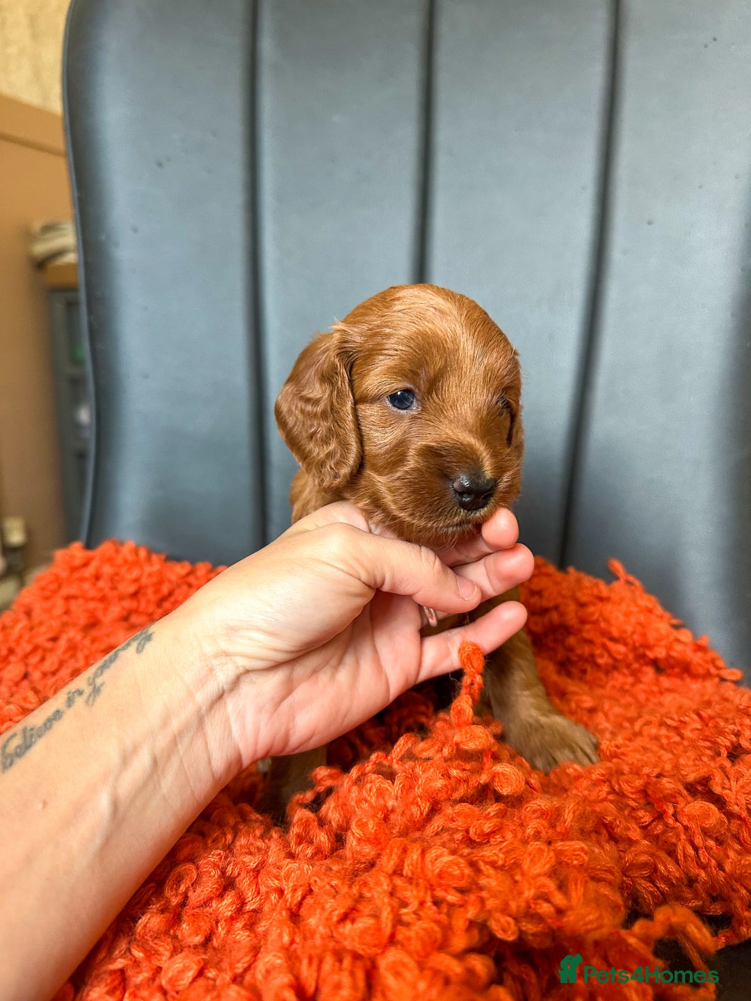 Cockapoo dogs for sale: Red Toy F1B cockapoo  - Image 6