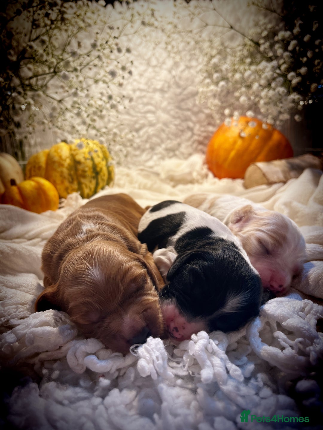 Cocker Spaniel dogs for sale: FAMILY RAISED SHOW TYPE COCKER SPANIEL PUPPIES - Advert 13