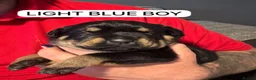 Rottweiler dogs for sale: ONLY ONE BOY LEFT - Advert 12
