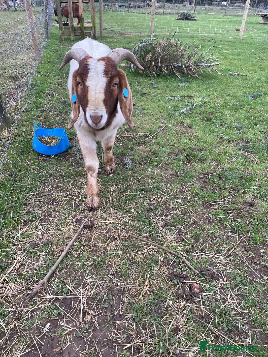 Goats livestock for sale: Traditional Boer Buck - Advert 4