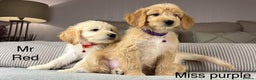 Goldendoodle dogs for sale: ABSOLUTELY GORGEOUS DOODLES  - Advert 25