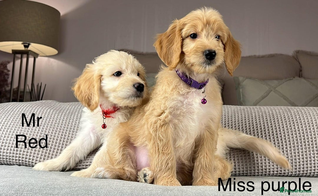 Goldendoodle dogs for sale: ABSOLUTELY GORGEOUS DOODLES  - Advert 25