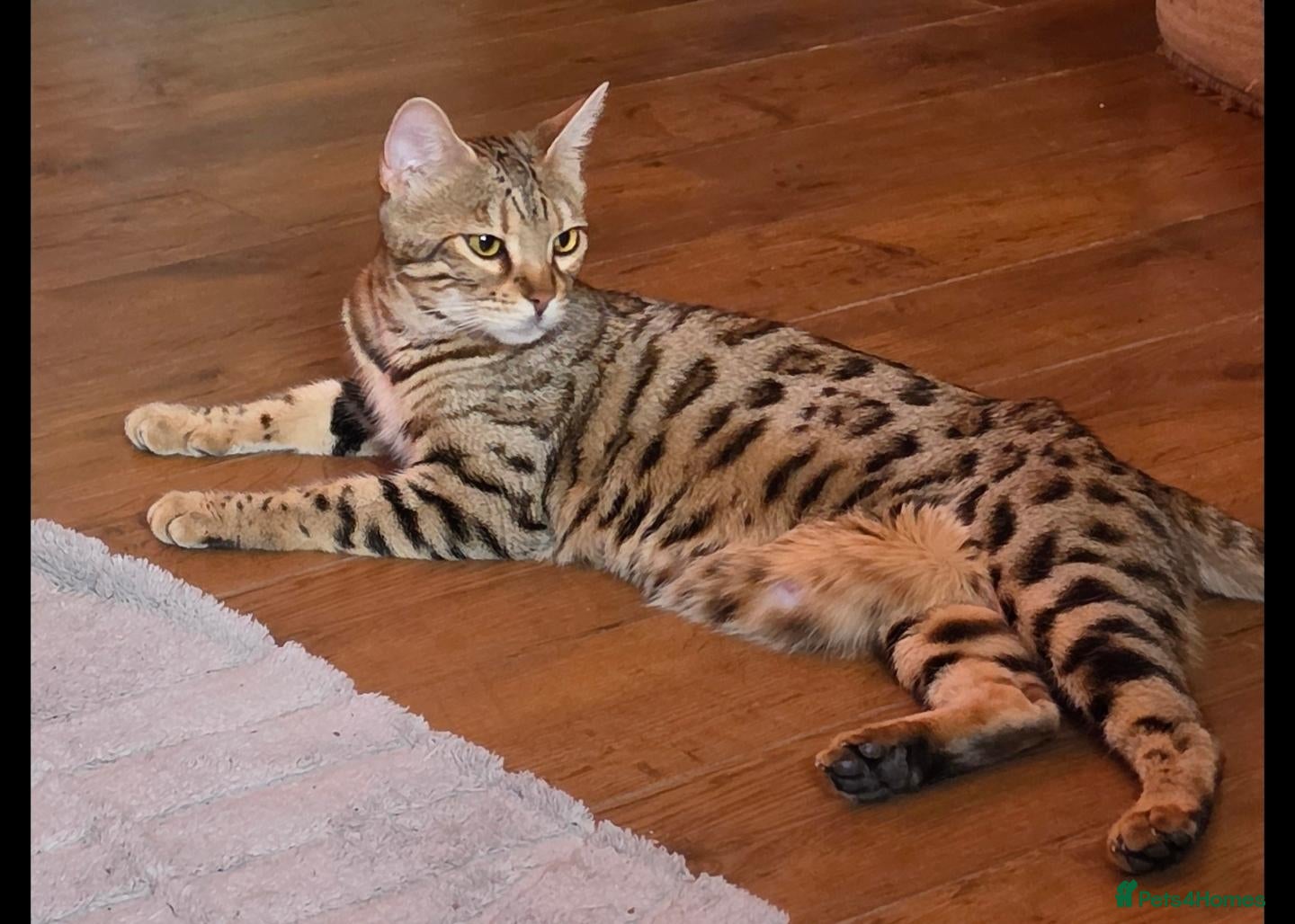 Bengal cats for sale: 🐾 Our beautiful Bengal kittens are now ready - Advert 1