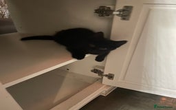 Brazilian Shorthair cats for sale: Little black rescue kitten - Image 18