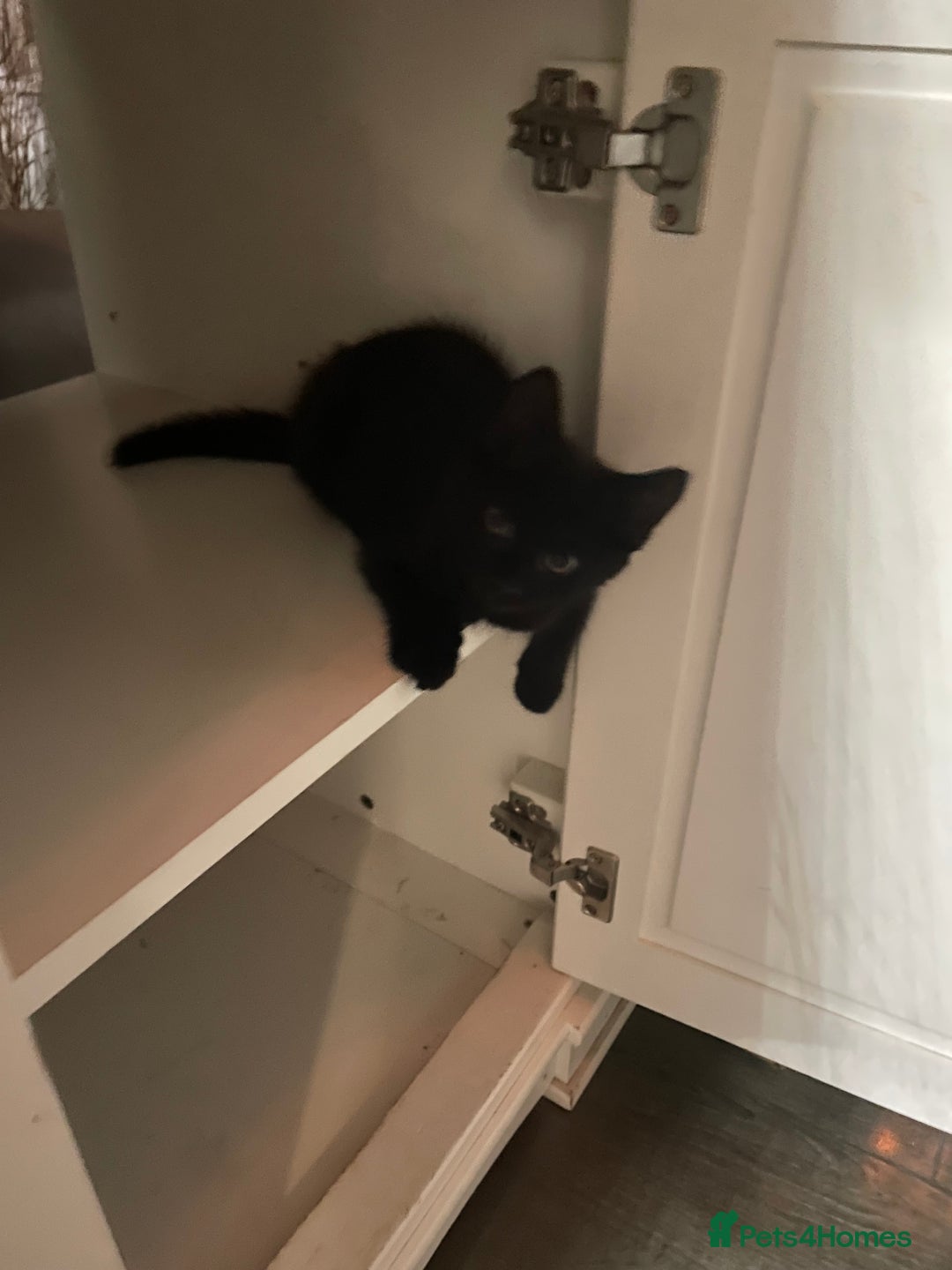 Brazilian Shorthair cats for sale: Little black rescue kitten - Image 18