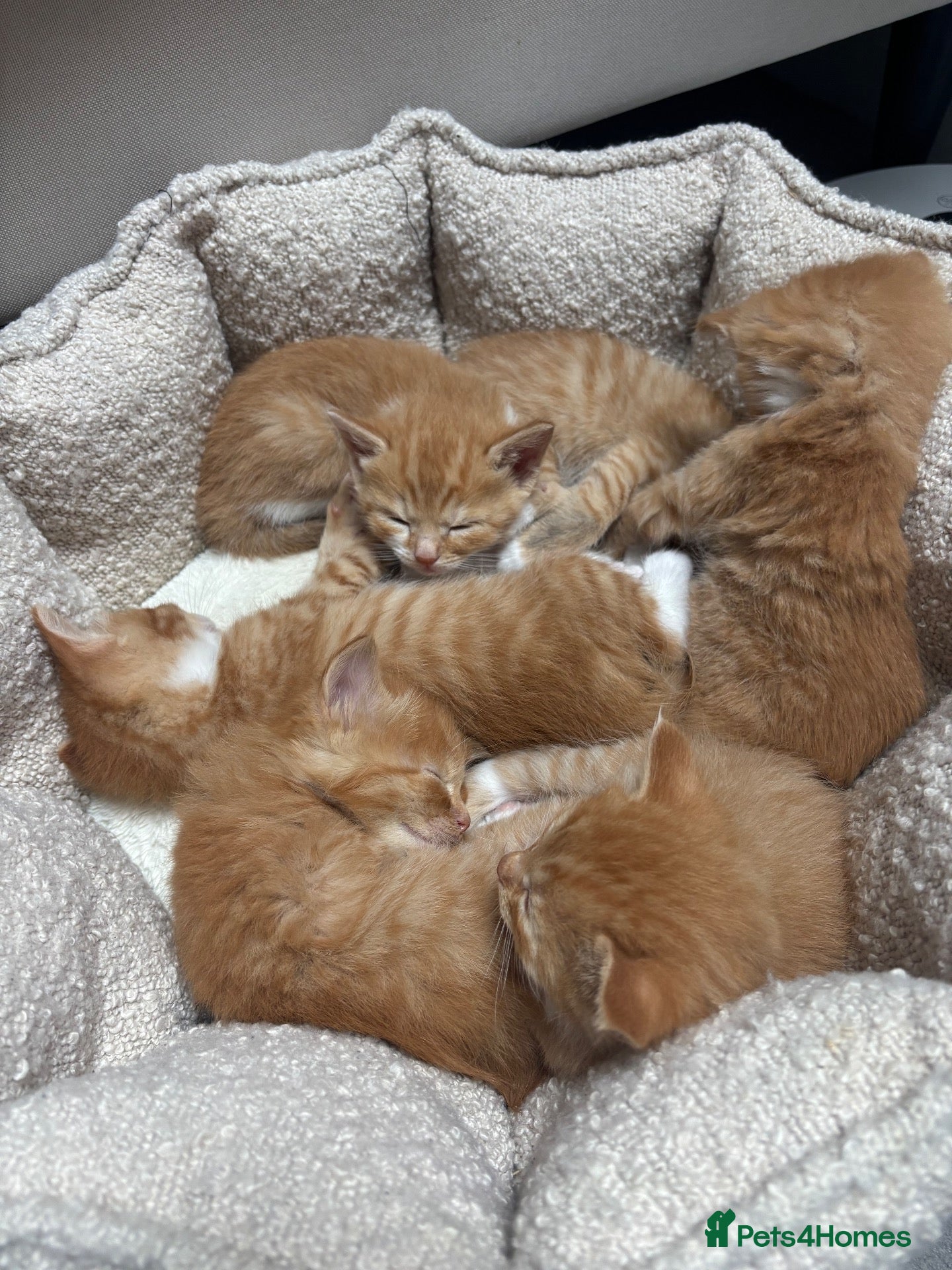 Mixed Breed cats Ginger and White kittens - Advert 1