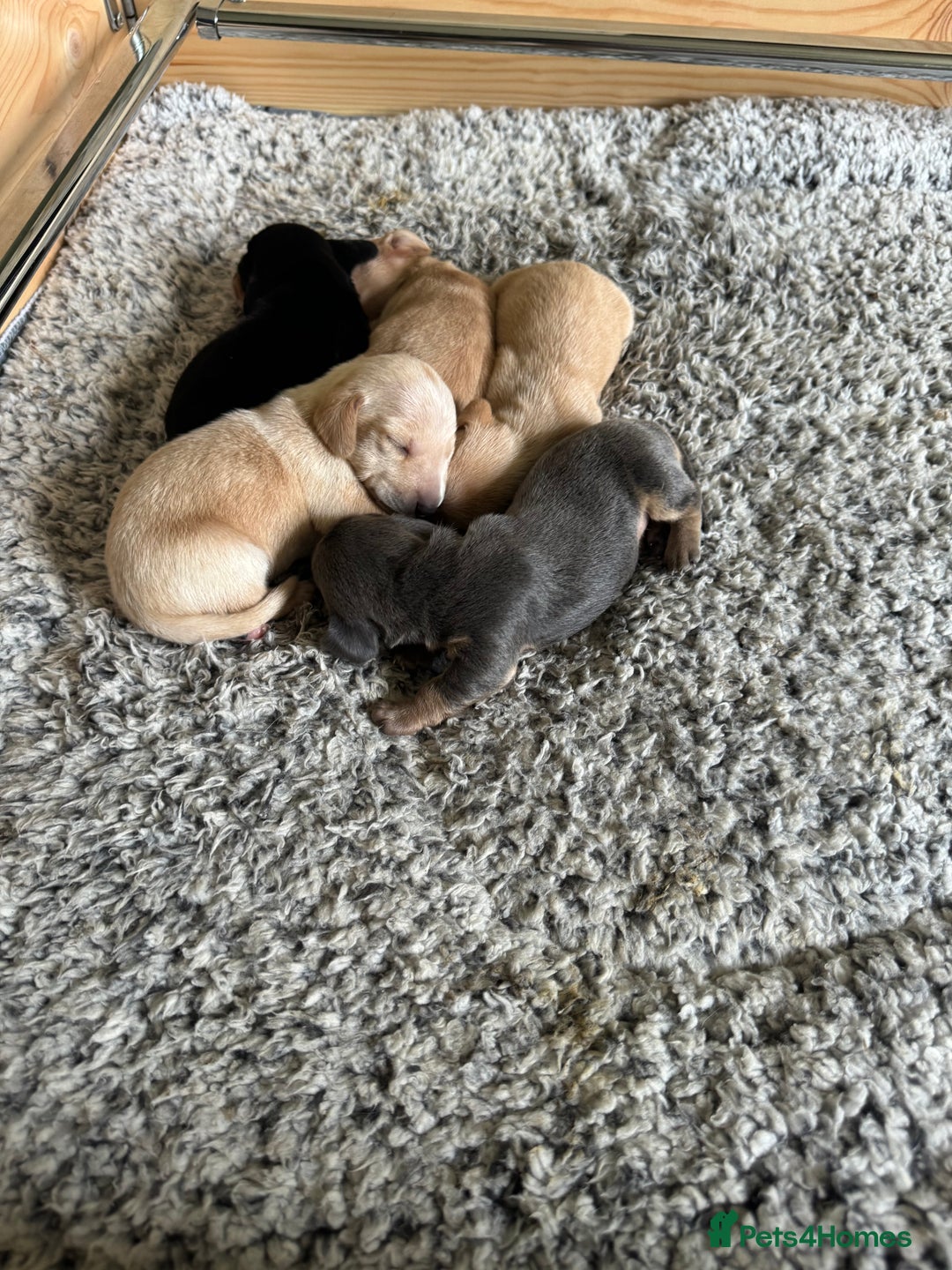 Miniature Dachshund dogs for stud: 🍦ALPHA mini cream pied🥧Smooth dachshund Proven! in Mexborough - Image 9