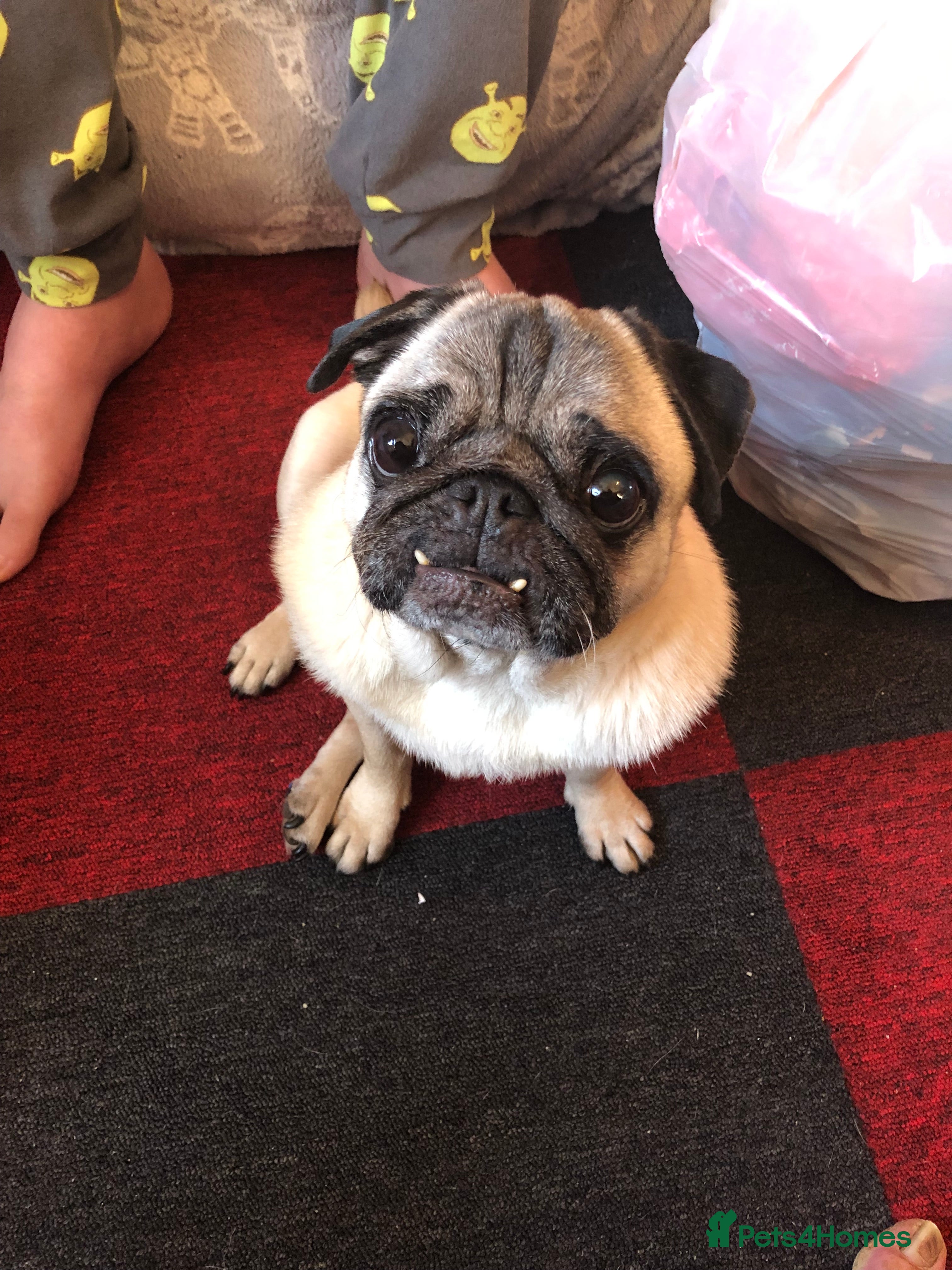 Pug dogs Female pug  - Advert 1