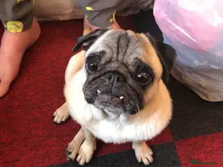 Pug dogs Female pug - Advert 6