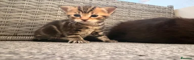Mixed Breed Kitten 2