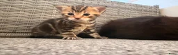 Mixed Breed cats for sale: Tabby Kittens for sale  in Ross-on-Wye - Advert 4