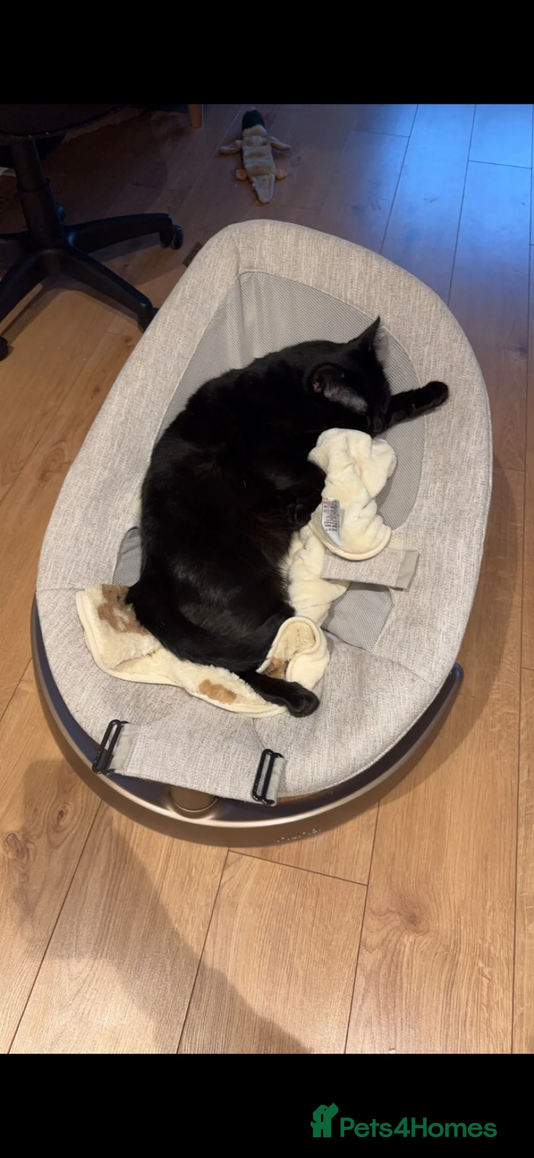 Mixed Breed cats for sale: Blaze - read description  in Fleet - Advert 3