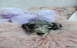 Sheepadoodle dogs for sale: Mini Sheepadoodle the wait is over!  - Image 24