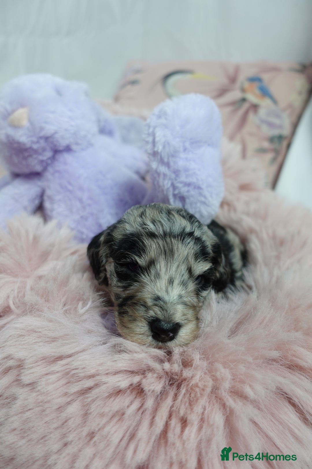 Sheepadoodle dogs for sale: Mini Sheepadoodle the wait is over!  - Image 24
