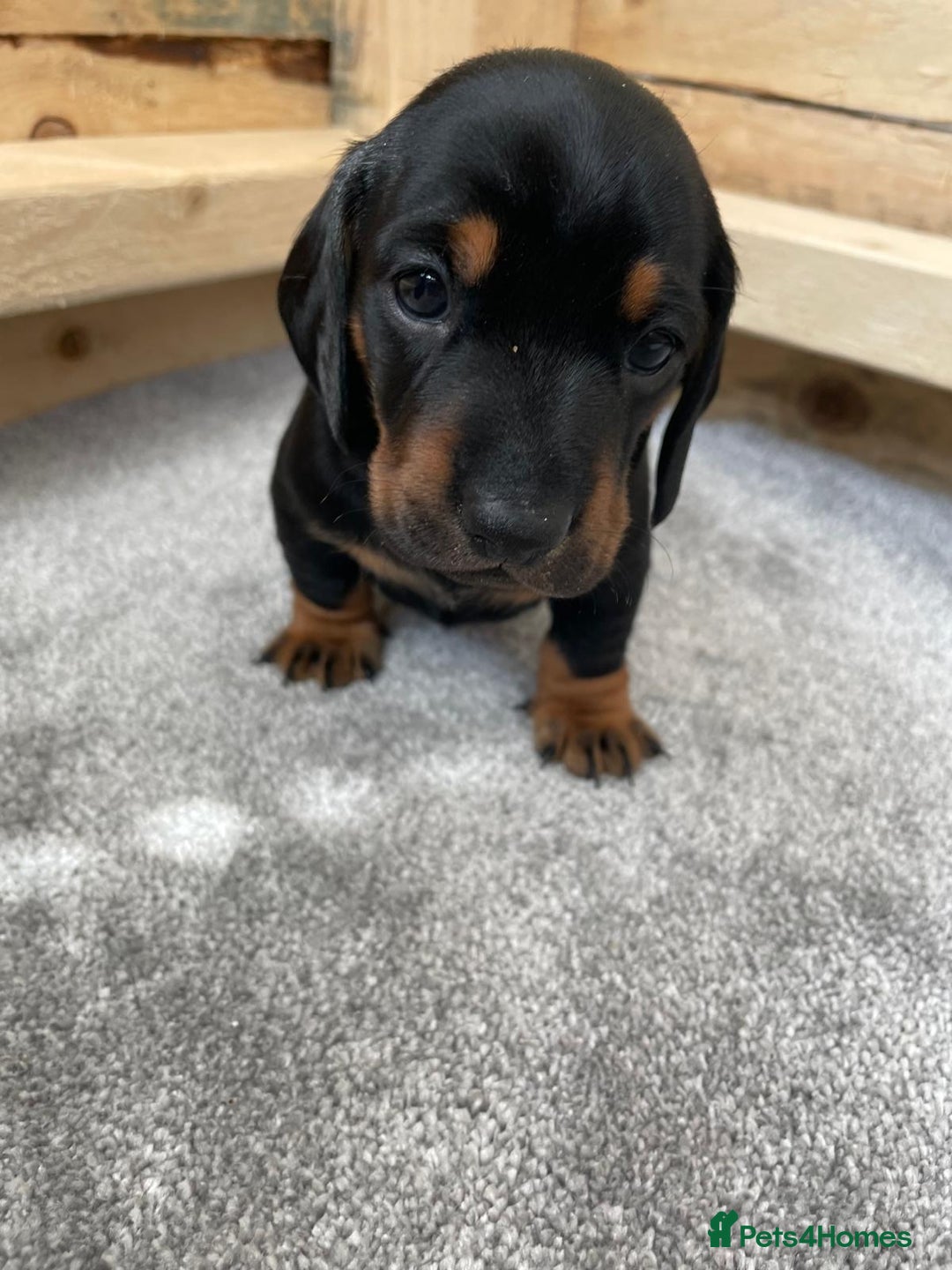 Miniature Dachshund dogs for sale: Miniature Dachshund Puppies   in Pontefract - Image 11