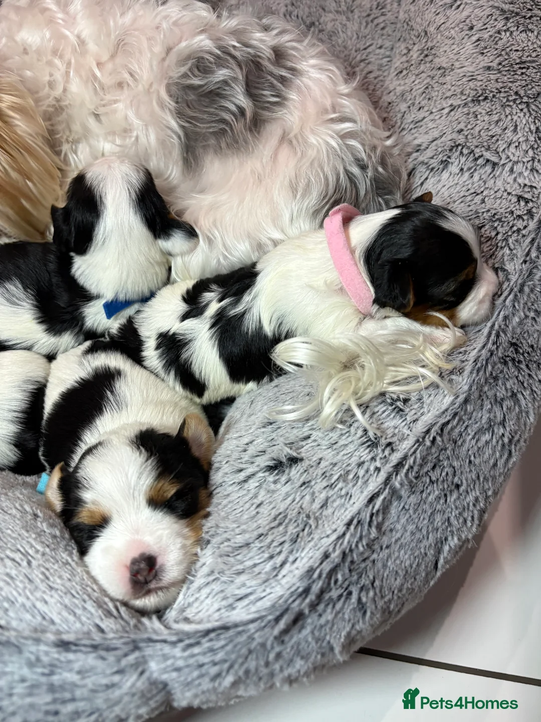 Yorkshire Terrier dogs for sale: Pure Biewer York Terriers for sale - Advert 4