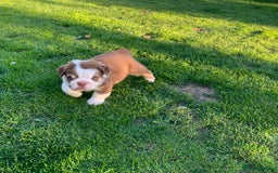 English Bulldog dogs for sale: Quality English bulldog pups fluffy LAST BOY - Image 1