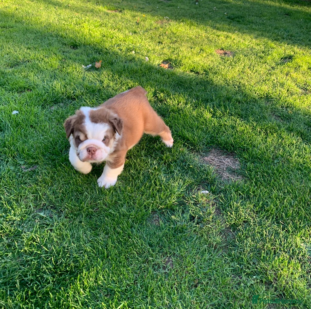 English Bulldog dogs for sale: Quality English bulldog pups fluffy LAST BOY - Image 1