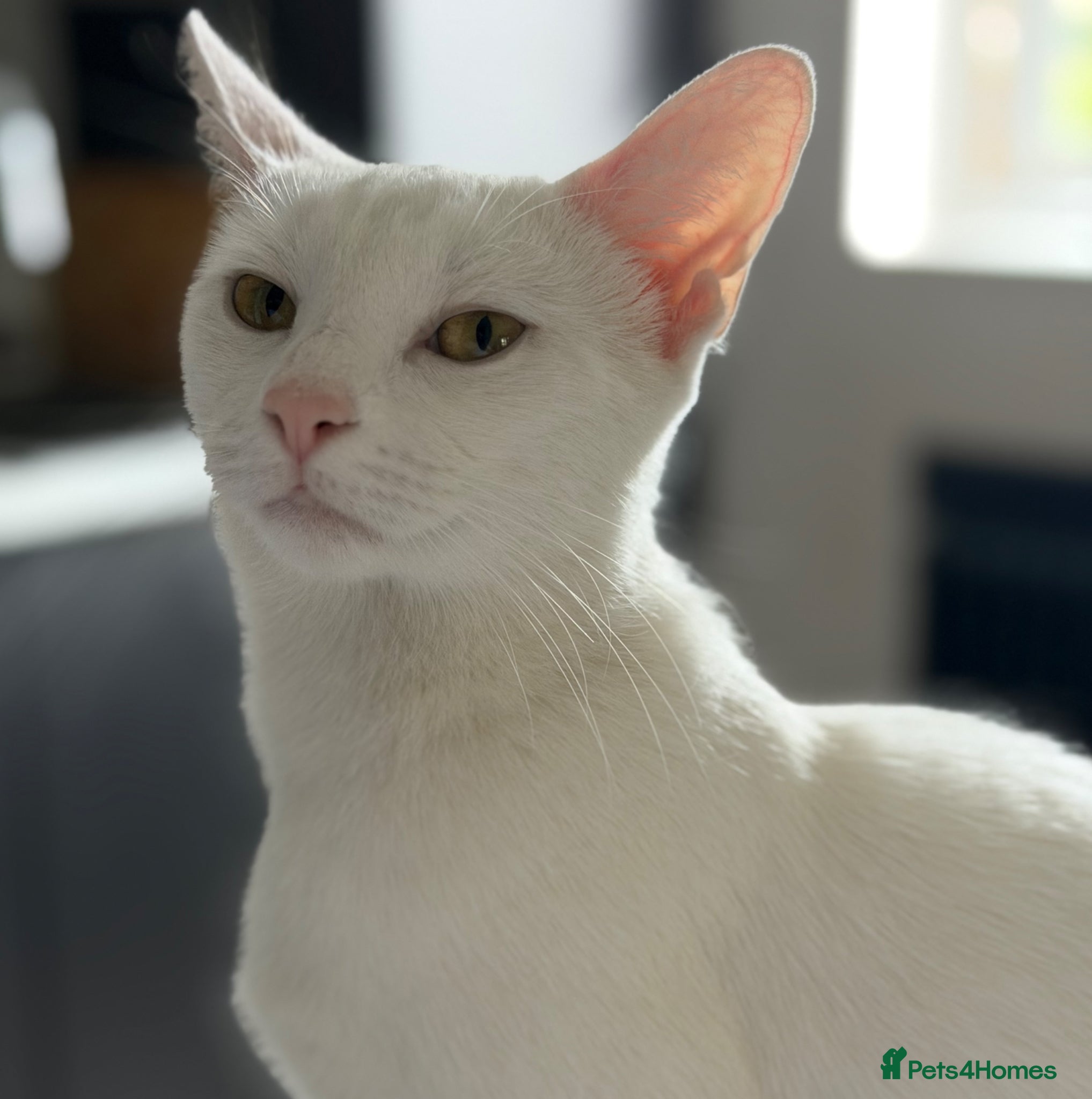Mixed Breed cats for sale: Meet Darwin calm affectionate little gentleman 🐾 in Kingston upon Thames - Advert 4