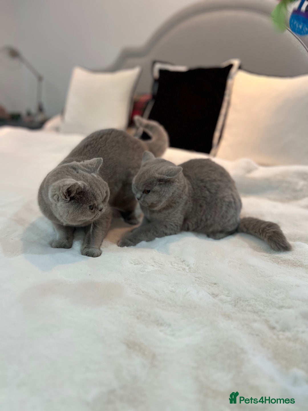 British Shorthair cats for sale: 💙 Pedigree Lilac British Shorthair Boys 💙 - Advert 13