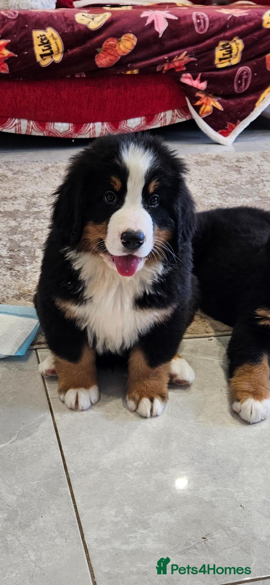 Bernese Mountain Dog dogs Kc reg bernese mountain pup's  - Advert 2