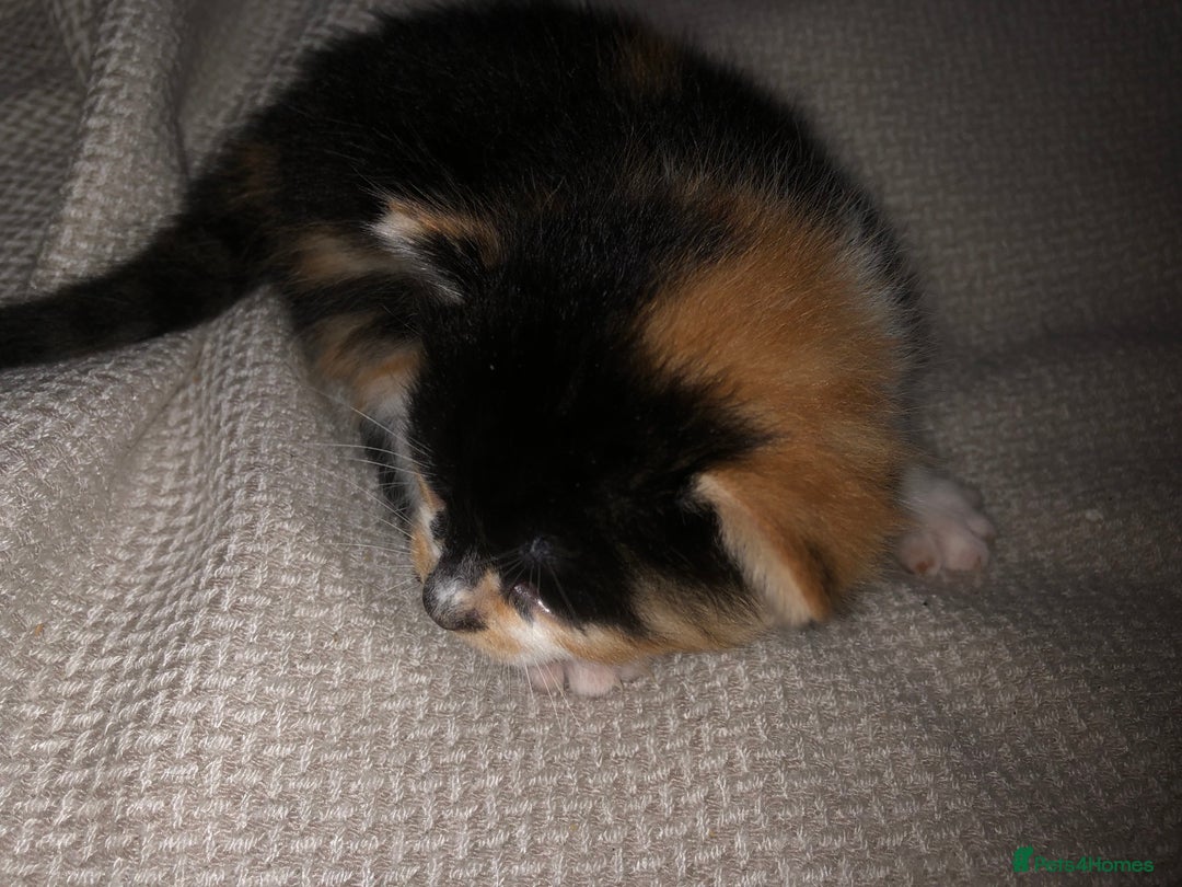 Mixed Breed cats for sale: 5 kittens for sale - Image 11