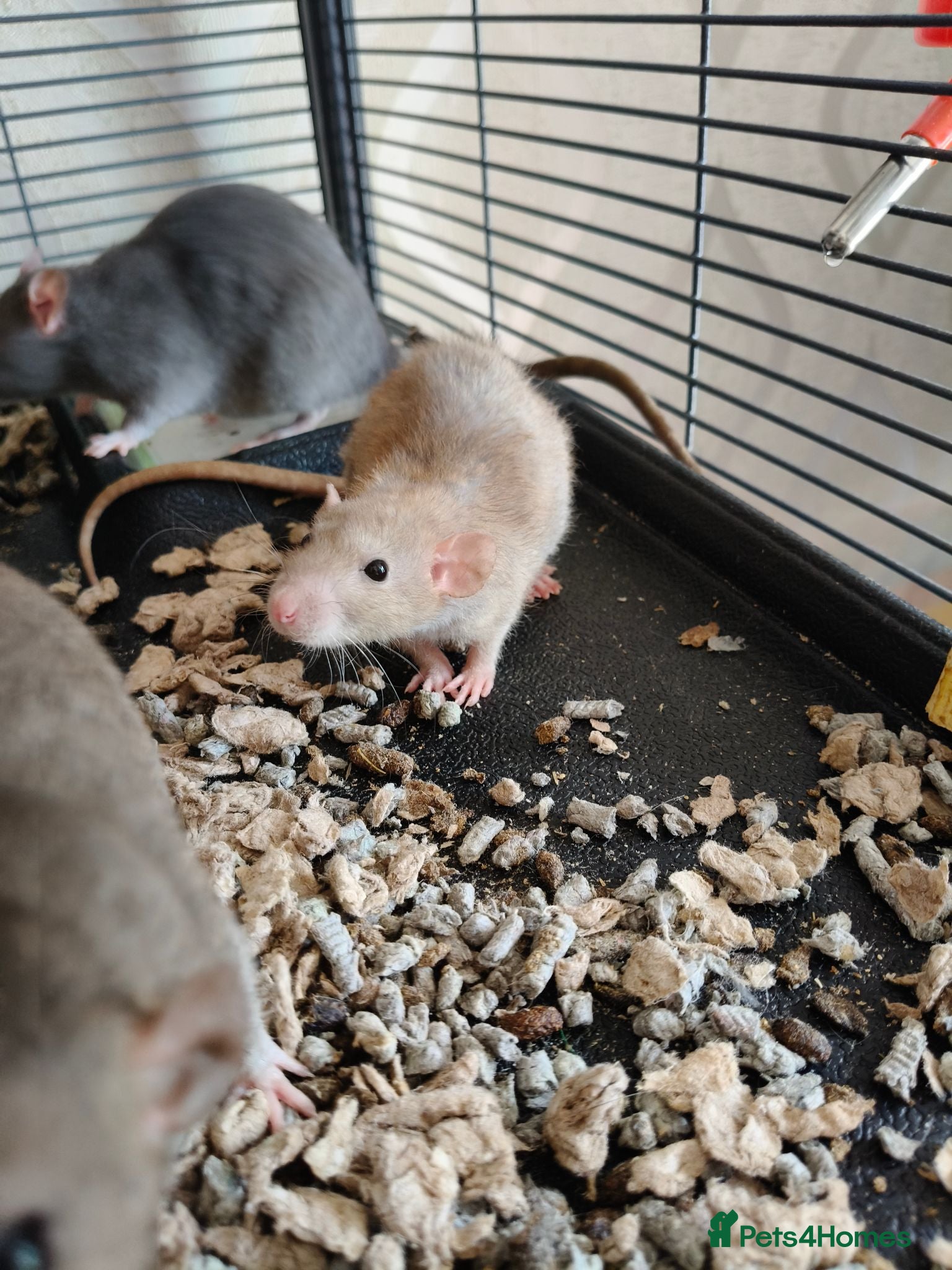 Rat rodents Baby girl rats! Mixed colours available  - Advert 1