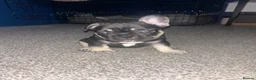 French Bulldog dogs for sale: Beautiful french bulldogs - Advert 11