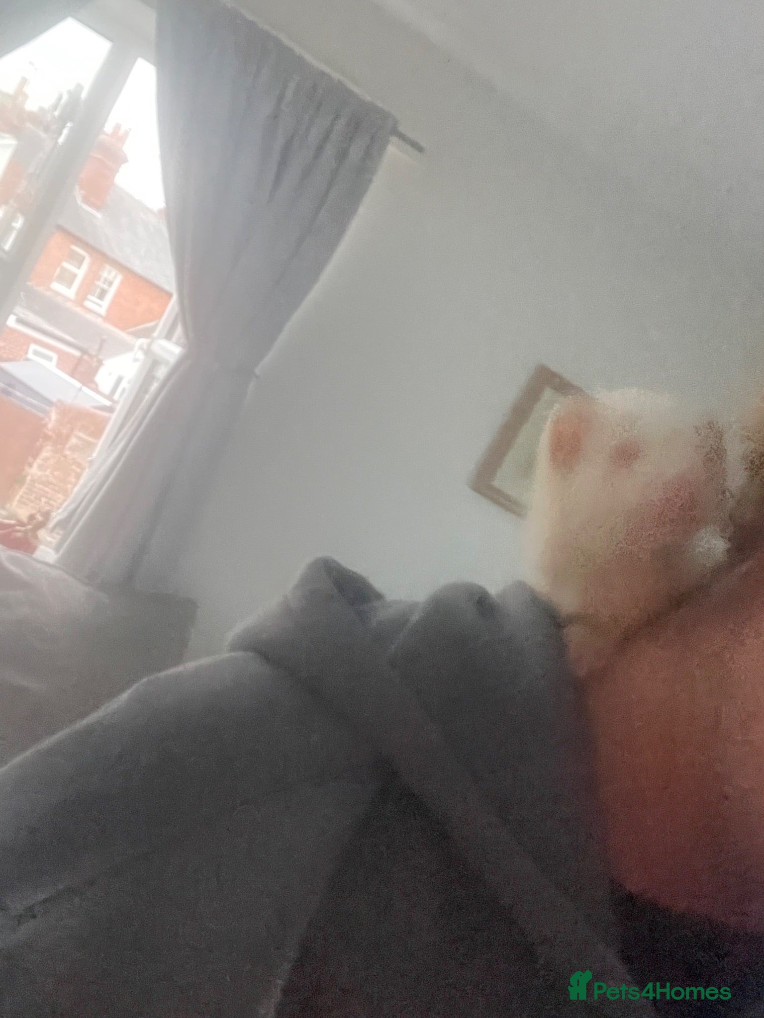 Ferret rodents Ferret - Advert 1