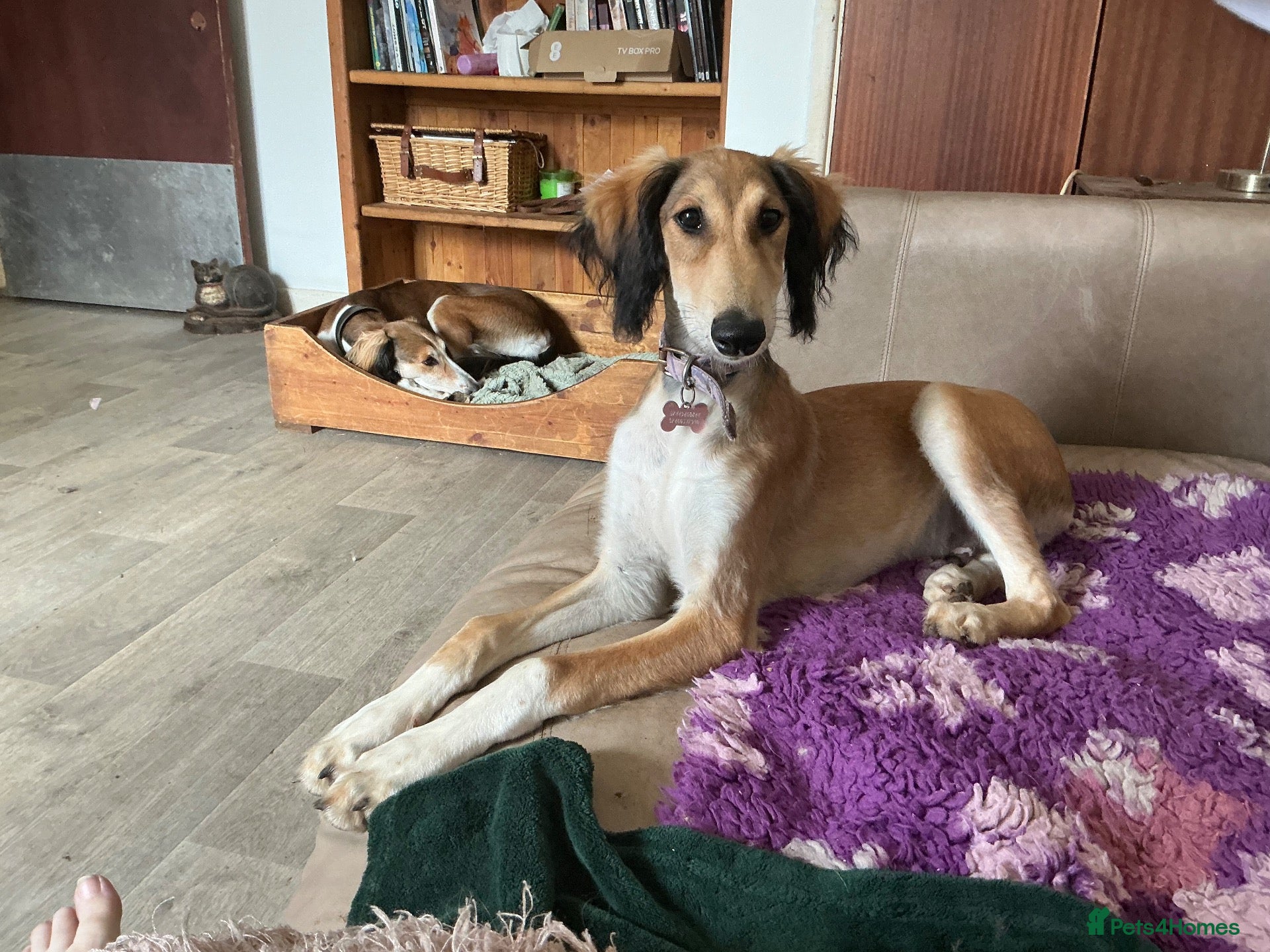 Saluki dogs Reduced! Beautiful KC Saluki pups champion lines - Advert 1