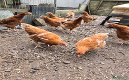 Chickens poultry for sale: Bovan Browns chickens - Image 1